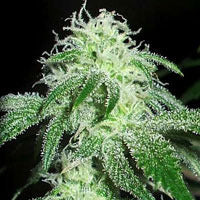 Gigabud single seeds