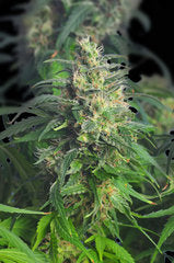 Gnomo Automatic single seeds