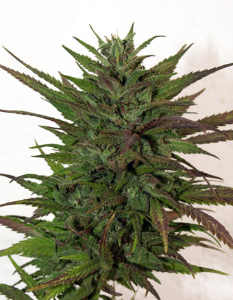 Godzilla marijuana seeds