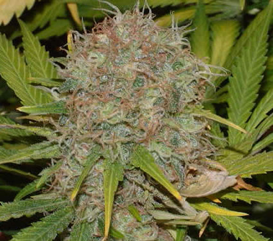 Golden Skunk seeds