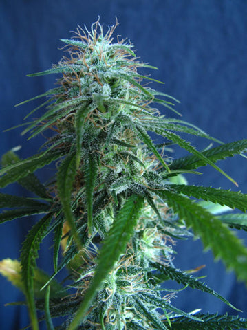 Golden Tiger marijuana seeds