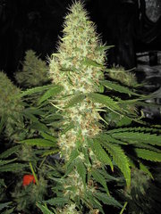Goldfinger single seeds