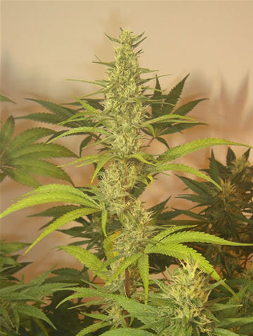 Grapefruit Haze marijuana seeds