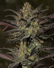 Grapefruit Diesel single seed