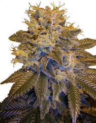 Grapefruit Kush single seeds