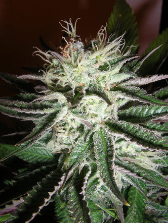 Grapefruit diesel marijuana seeds