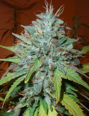 Grapefruit kush marijuana seeds