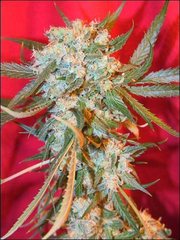 Grapefruit single seeds