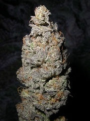 Grape God single seeds next generation