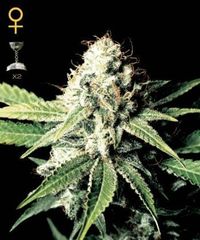 Great White Shark single seeds