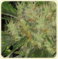 Green Manalishi seeds