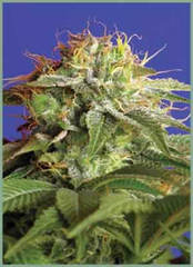 The Hunk marijuana seeds