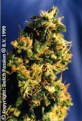 Green Spirit single seeds