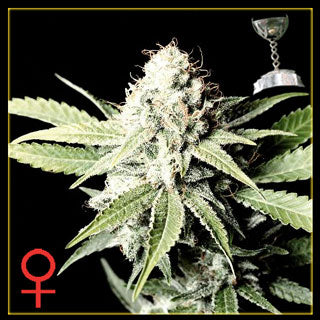 Great White Shark Feminized