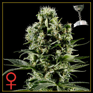 Himalya Gold Feminized