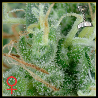 Arjan Strawberry Haze