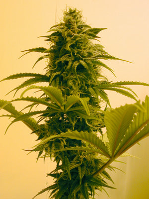 Grenadine marijuana seeds