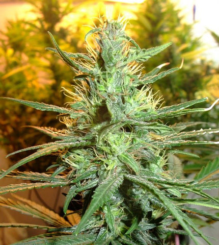 Guerrillas Gusto cannabis seeds