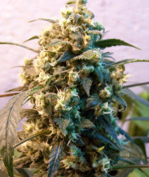 Gypsys Kiss marijuana seeds