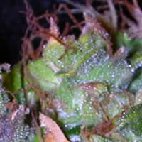 K2 homegrown fantaseeds