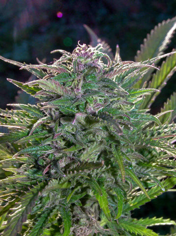 Haleys comets marijuana seeds