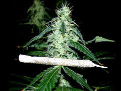 Hash Heaven single seeds