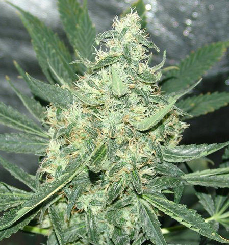 Hawaii x Maui Waui seeds