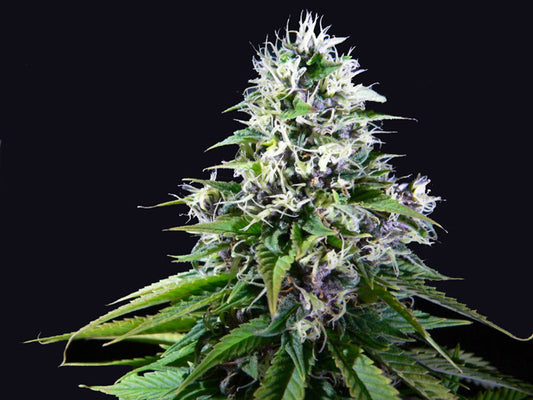 Hawaiian Haze marijuana seeds