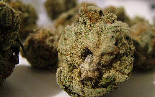 Hawaiian x Cotton Candy marijuana seeds