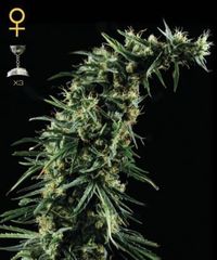 Hawaiian Snow single seeds