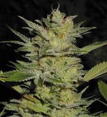 Heavy Duty Fruity single seeds