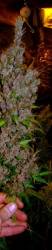 Heavy Duty Haze seeds