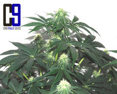 Herijuana Jack 33 marijuana seeds