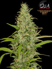 High Level single seeds