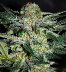 High Tension single cannabis seeds
