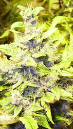 automatic himalaya blue diesel