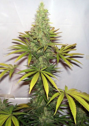 Hog's Kush Dream seeds