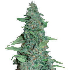 Honey B single marijuana seeds