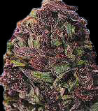 Honeymoon marijuana seeds