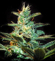Ice Cool single marijuana seeds