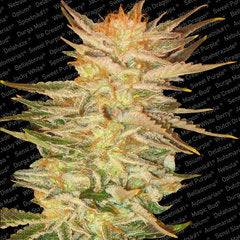 Heavyweight Midnight X-press Feminised Seeds