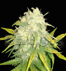 Il Diavolo automatic seeds