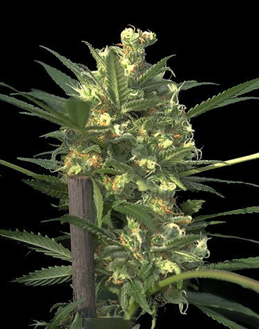 Indian Haze cannabis seed