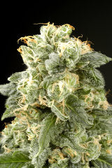 Industrial Plant single marijuana seeds feminized