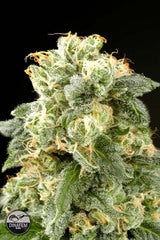 Industrial Plant marijuana seeds