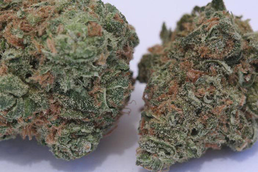 Ingrid marijuana seeds