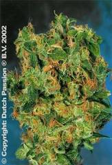 Isis single dutch passion feminized seeds