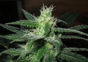 Island Sweet Skunk Marijuana seeds