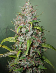 Island Sweet Skunk next generation seeds