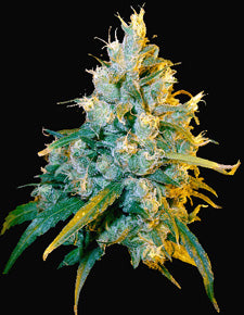 Jamacian Grape